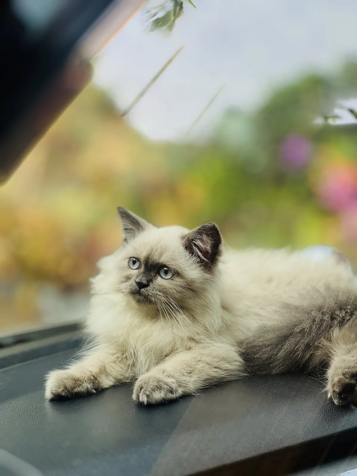 A cream and grey kitten lying on a car dashboard against a blurred garden