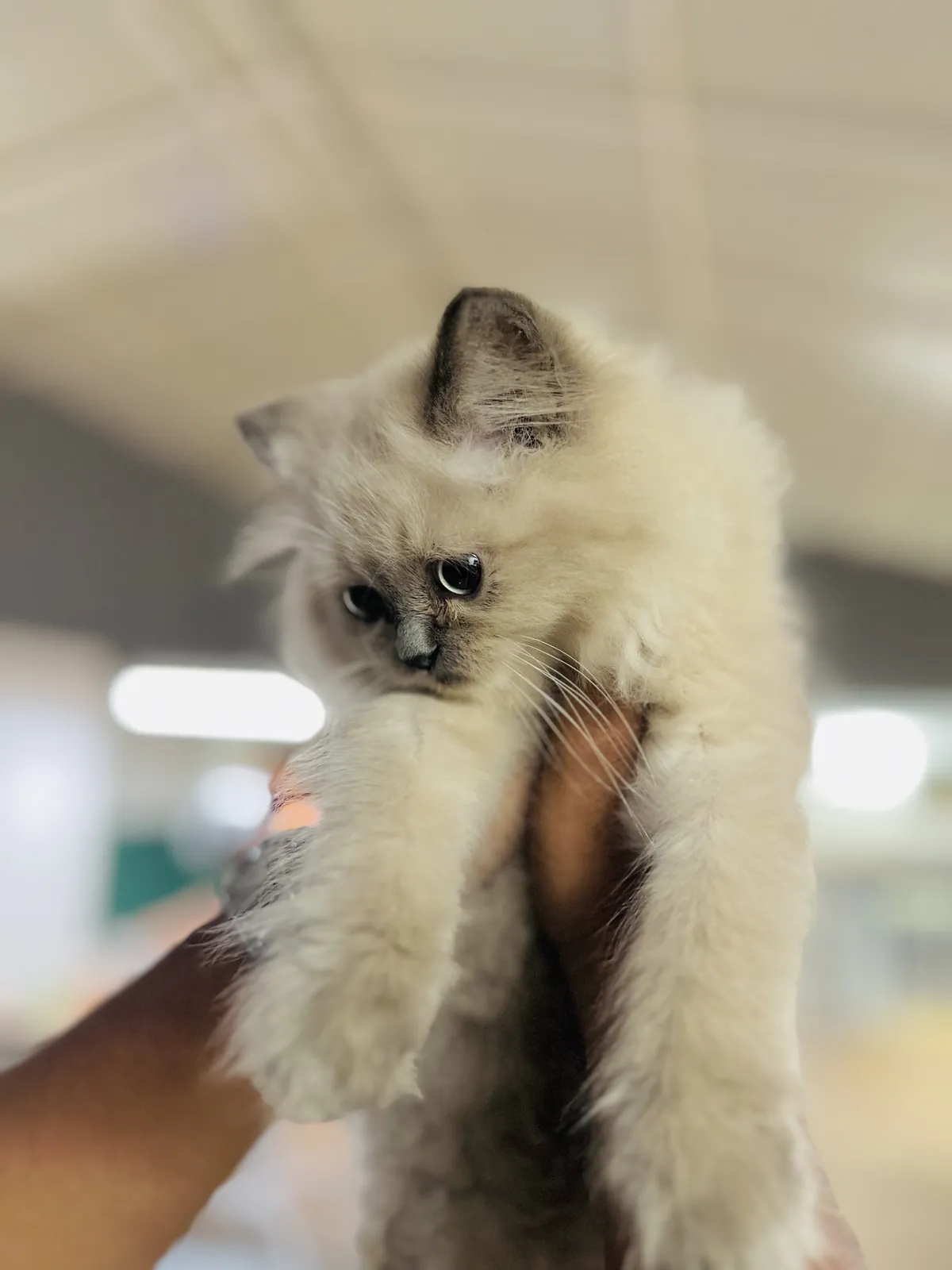 A fluffy blue-eyed kitten held up in two hands, looking down