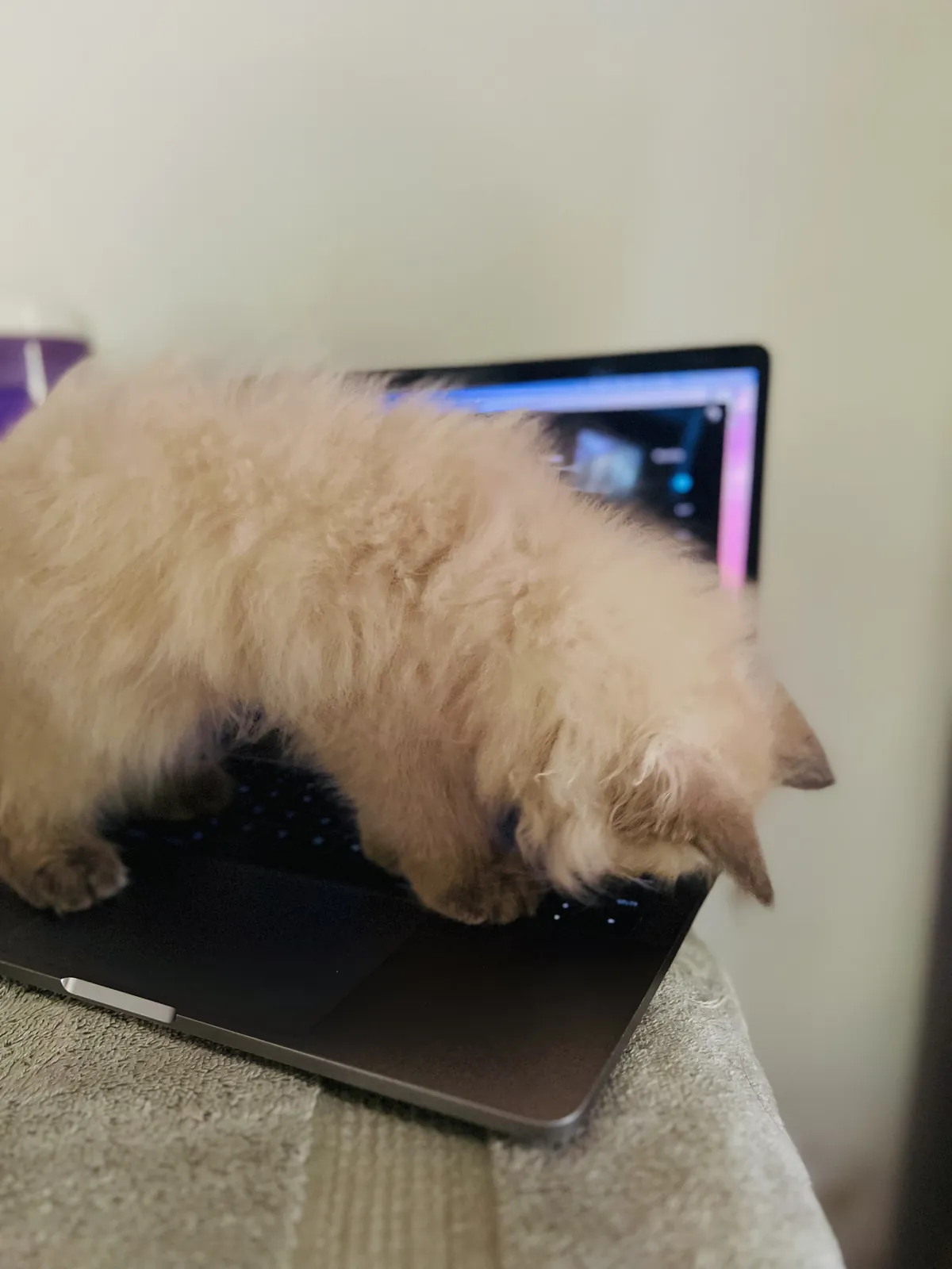 A fluffy kitten leaning over the keyboard of an open laptop