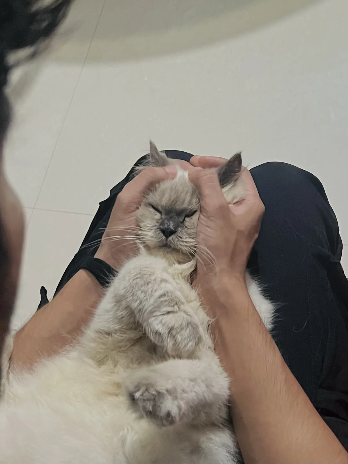 A cat with closed eyes being scratched between the ears by two hands