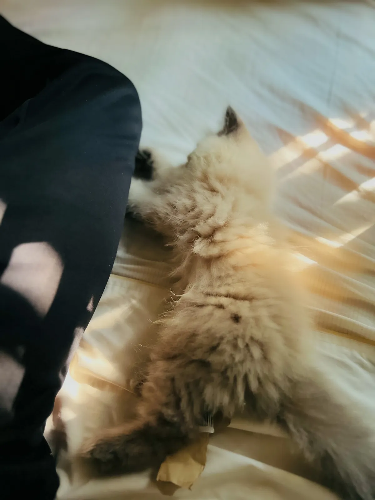 A fluffy cream kitten asleep on sunlit bedsheets
